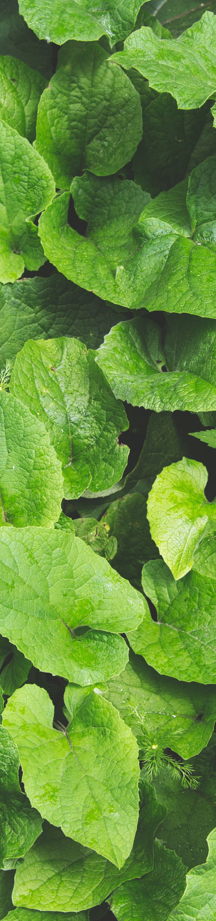 <h1>Vegan Friendly And Cruelty Free Products</h1>